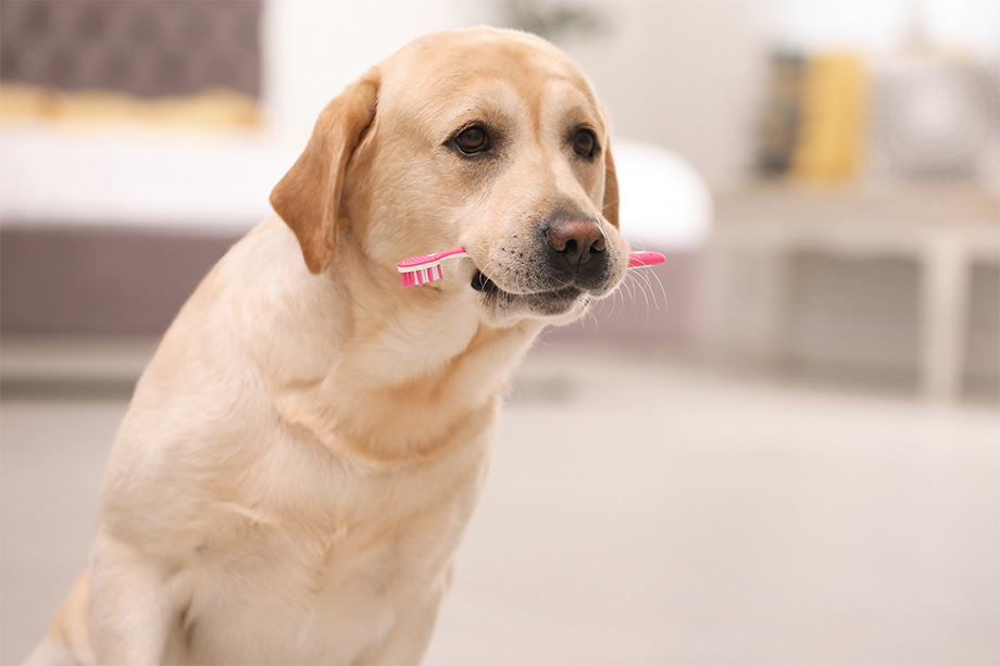 Hund har tandborste i munnen